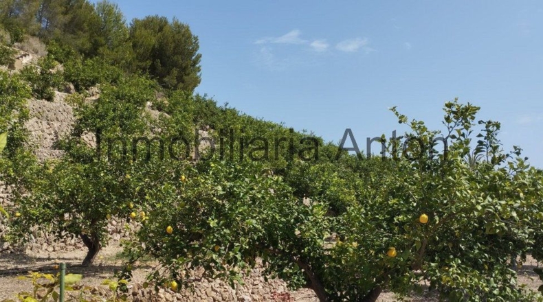 Alicante - Callosa de Ensarriá - 6467m2