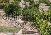 Finca rústica en venda a Callosa d'en Sarrià ref.: TR261507 foto