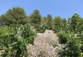 Finca rústica en venda a Callosa d'en Sarrià ref.: TR261507 foto