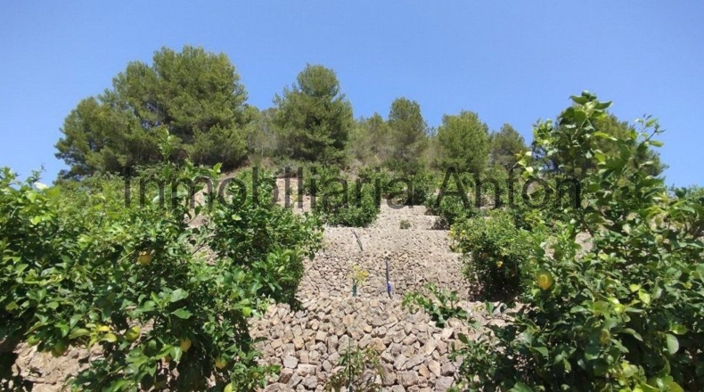 Alicante - Callosa de Ensarriá - 6467m2