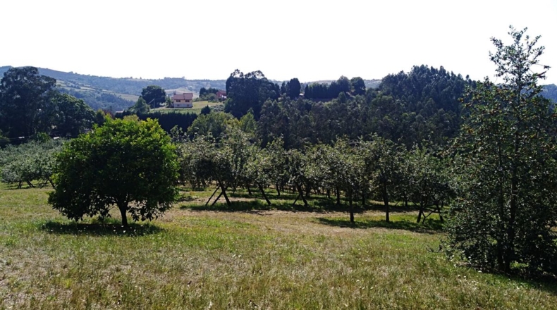 Asturias - Salcedo - 21576m2