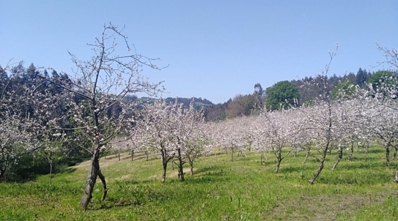 Asturias - Salcedo - 21576m2