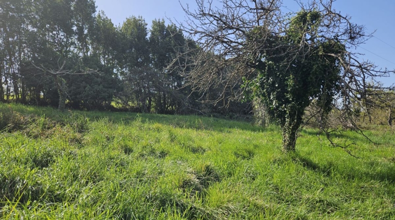 Asturias - Gijón - 1635m2