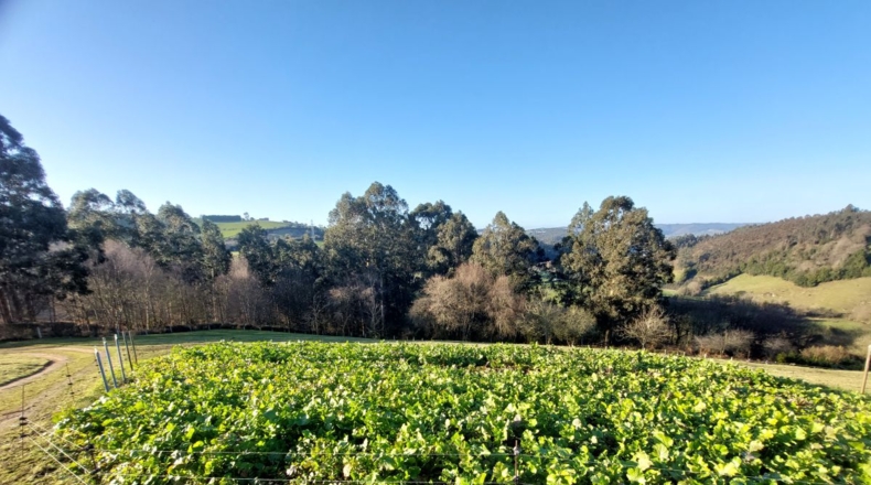 Asturias - Pruvia Riba - 12946m2