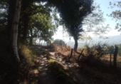 Terreny no urbanitzable en venda a Nava ref.: TR349338 foto