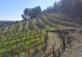 Finca rústica en venda a la España, Castellvell del Camp, ref.: TR262621 foto