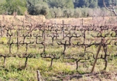 Finca rústica en venda a la España, Castellvell del Camp, ref.: TR262621 foto