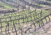 Finca rústica en venda a la España, Castellvell del Camp, ref.: TR262621 foto