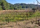 Finca rústica en venda a la España, Castellvell del Camp, ref.: TR262621 foto