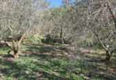 Finca rústica en venda a la España, Castellvell del Camp, ref.: TR262621 foto
