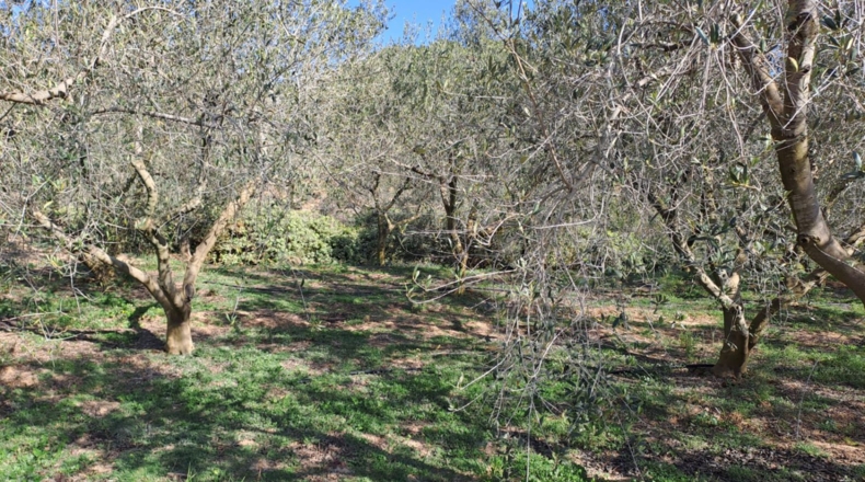 Tarragona - Castellvell del Camp - 32000m2