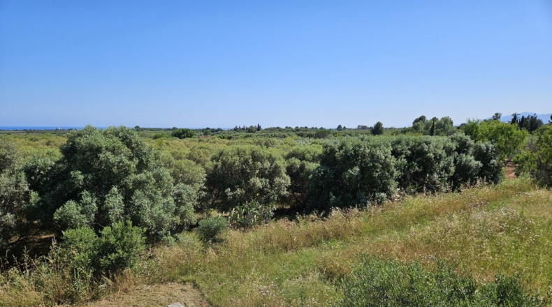 Tarragona - Riudoms - 13535m2