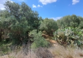 Finca rústica en venta en Riudoms ref: TR234657 foto