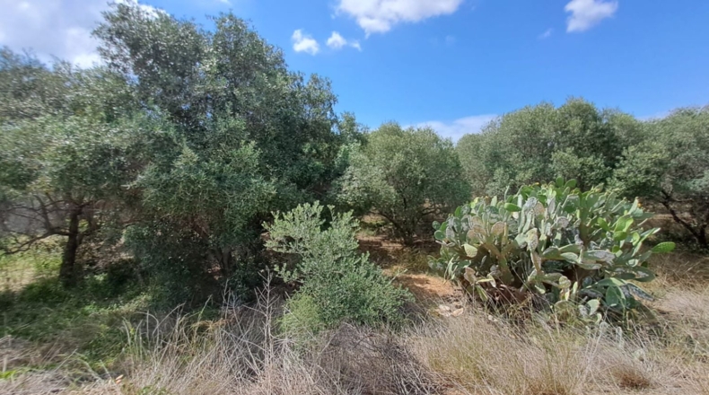 Tarragona - Riudoms - 13535m2