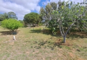 Finca rústica en venta en Riudoms ref: TR234657 foto