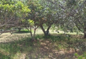 Finca rústica en venta en Riudoms ref: TR234657 foto