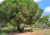 Finca rústica en venta en Riudoms ref: TR234657 foto