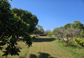 Finca rústica en venta en Riudoms ref: TR234657 foto