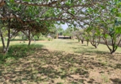 Finca rústica en venta en Riudoms ref: TR234657 foto