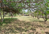 Finca rústica en venta en Riudoms ref: TR234657 foto