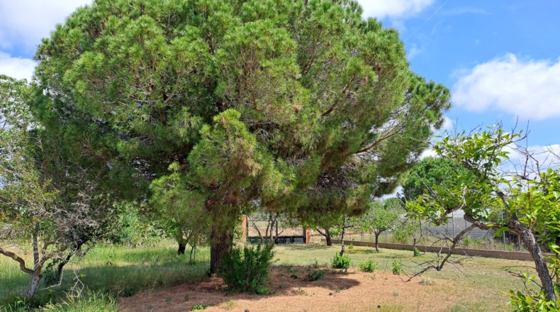 Tarragona - Riudoms - 13535m2