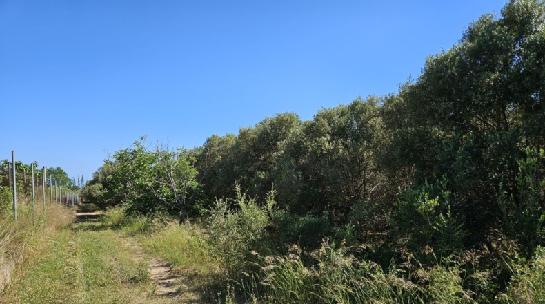 Tarragona - Riudoms - 13535m2