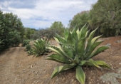 Chalet independiente con terreno en venta en Riudecanyes ref: TR263298 foto