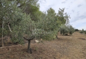 Chalet independiente con terreno en venta en Riudecanyes ref: TR263298 foto