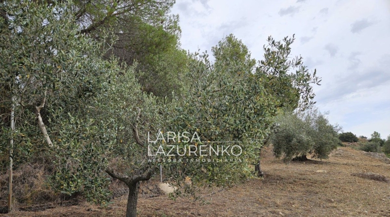 Tarragona - Riudecanyes - 40000m2