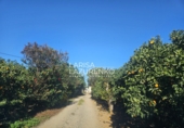 Rural estate for sale in Vinyols i els Arcs ref: TR356025 photo