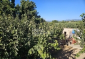 Rural estate for sale in Vinyols i els Arcs ref: TR356025 photo