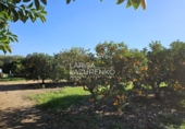 Rural estate for sale in Vinyols i els Arcs ref: TR356025 photo
