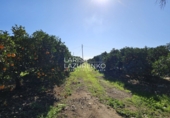 Rural estate for sale in Vinyols i els Arcs ref: TR356025 photo