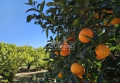 Rural estate for sale in Vinyols i els Arcs ref: TR356025 photo