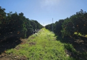 Rural estate for sale in Vinyols i els Arcs ref: TR356025 photo