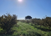 Rural estate for sale in Vinyols i els Arcs ref: TR356025 photo
