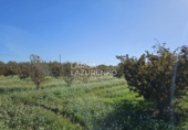 Rural estate for sale in Vinyols i els Arcs ref: TR356025 photo