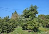 Rural estate for sale in Vinyols i els Arcs ref: TR356025 photo