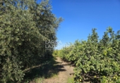 Rural estate for sale in Vinyols i els Arcs ref: TR356025 photo