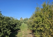 Rural estate for sale in Vinyols i els Arcs ref: TR356025 photo
