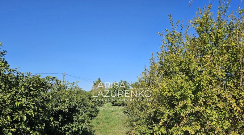 Таррагона - Vinyols i els Arcs - 50000m2