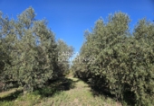 Rural estate for sale in Vinyols i els Arcs ref: TR356025 photo
