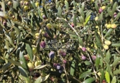 Rural estate for sale in Vinyols i els Arcs ref: TR356025 photo