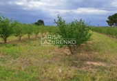 Rural estate for sale in Vinyols i els Arcs ref: TR356025 photo