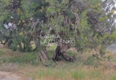 Rural estate for sale in Vinyols i els Arcs ref: TR356025 photo