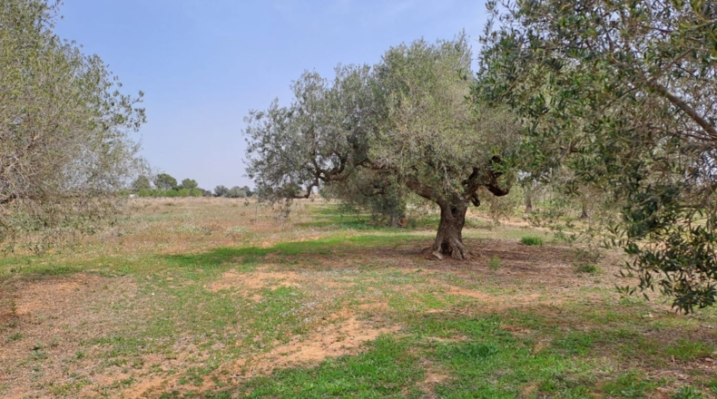Tarragona - Constantí - 18507m2