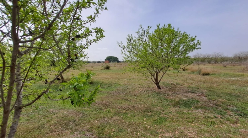 Tarragona - Constantí - 18507m2