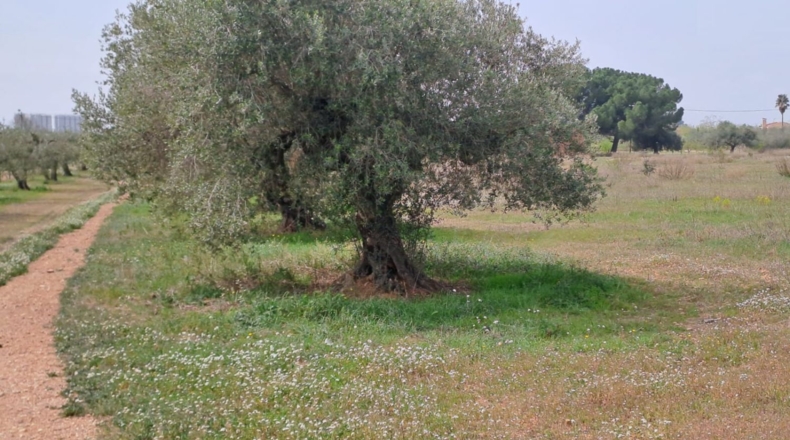 Tarragona - Constantí - 18507m2