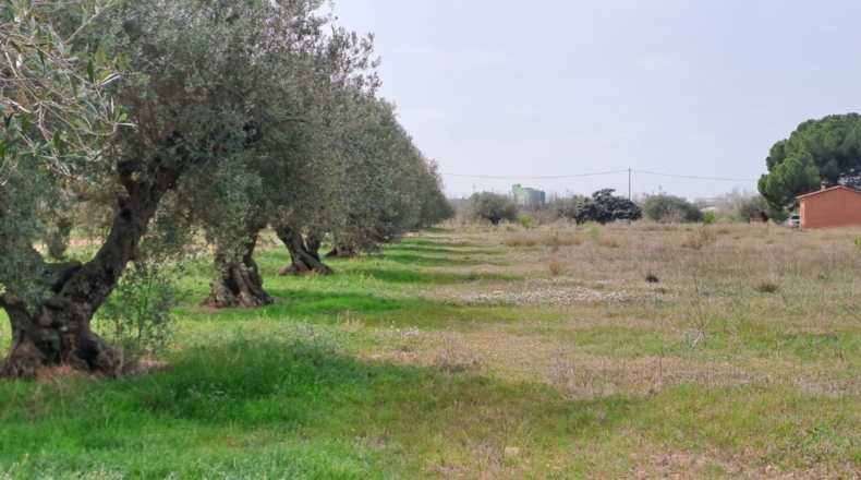 Tarragona - Constantí - 18507m2