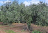 Rural estate for sale on España, Vila-seca, ref: TR381722 photo
